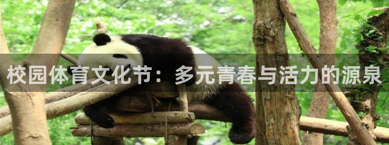 意昂5Kgame代理：校园体育文化节：多元青春与活力的源泉