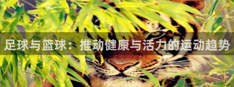 上海意昂5Kgame汽车电子有限公司：足球与篮球：推动健康与活力的运动趋势